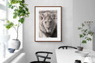 Pixalot Lion Eyes