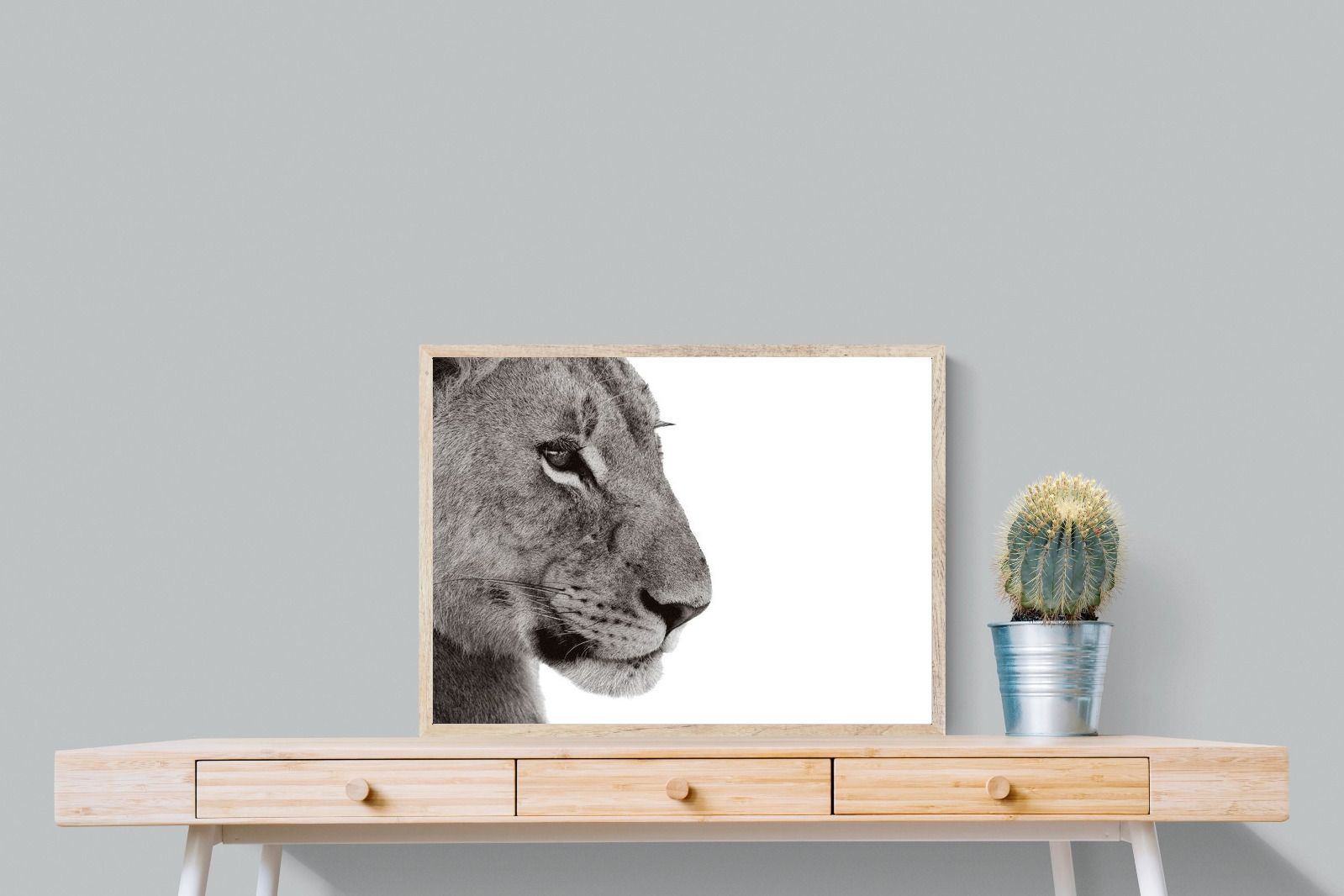 Pixalot Lioness Gaze
