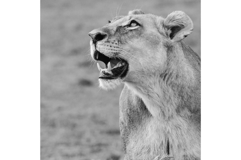 Lioness Glance