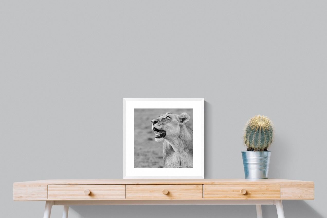 Pixalot Lioness Glance