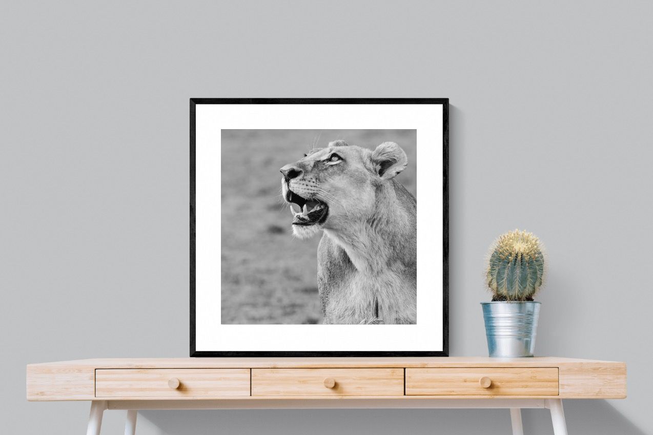 Pixalot Lioness Glance