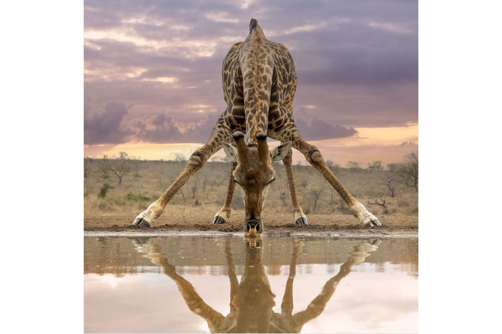 Long Legs