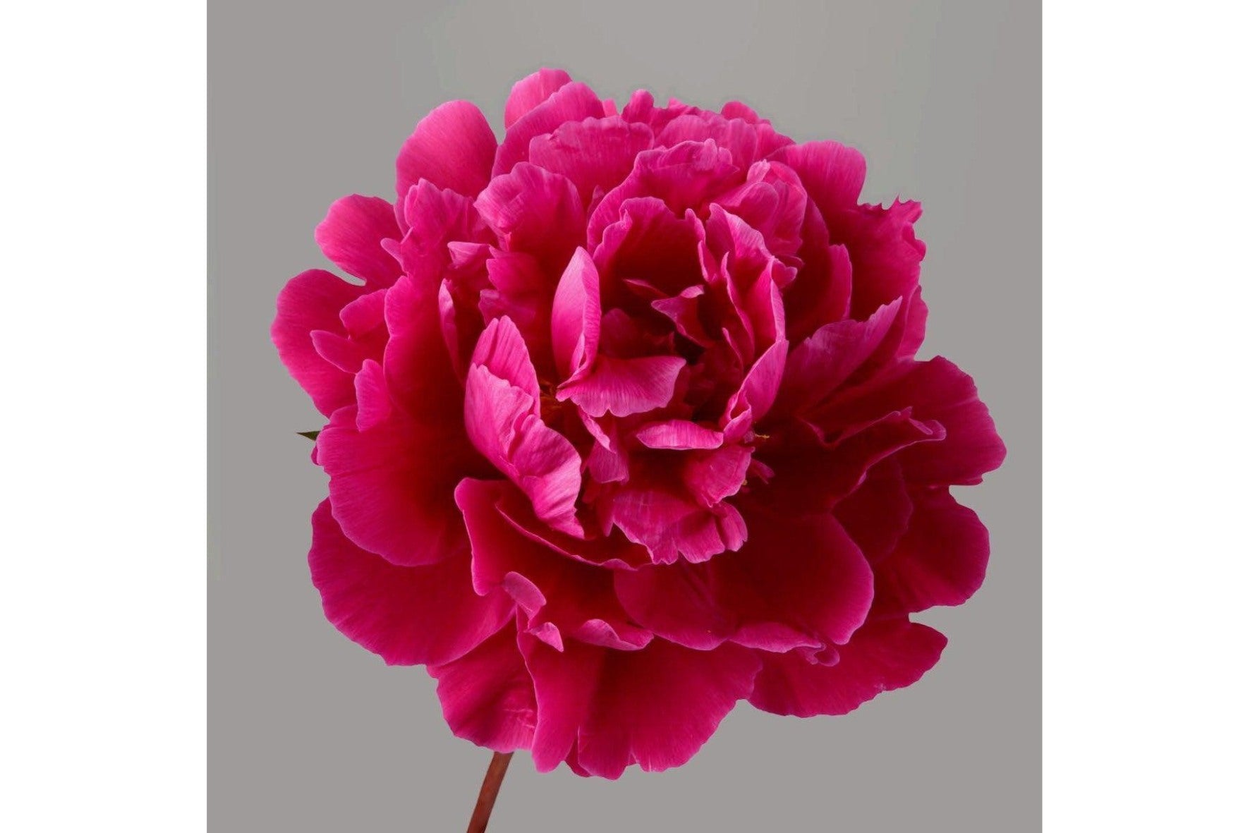 Dragable Image