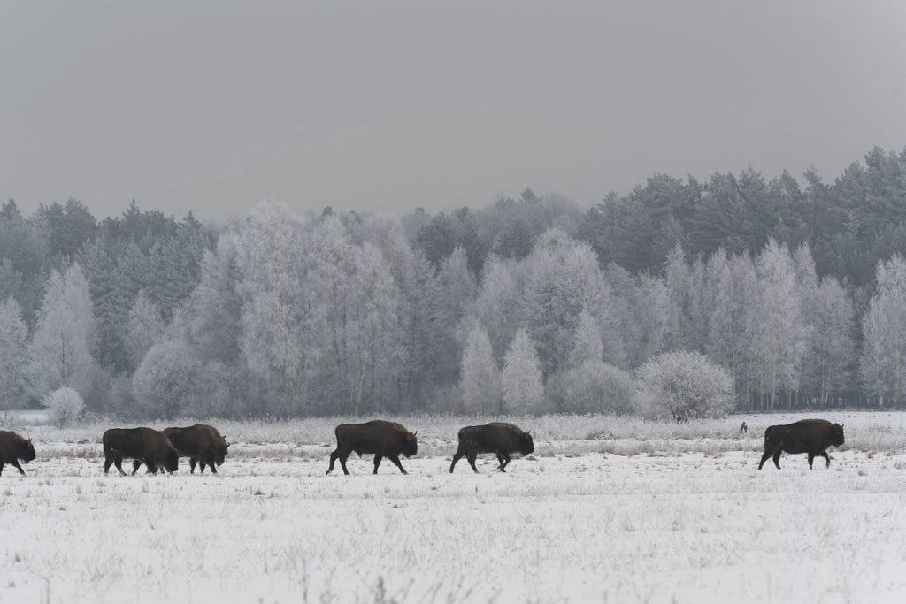 March of the Bison-Wall_Art-Pixalot