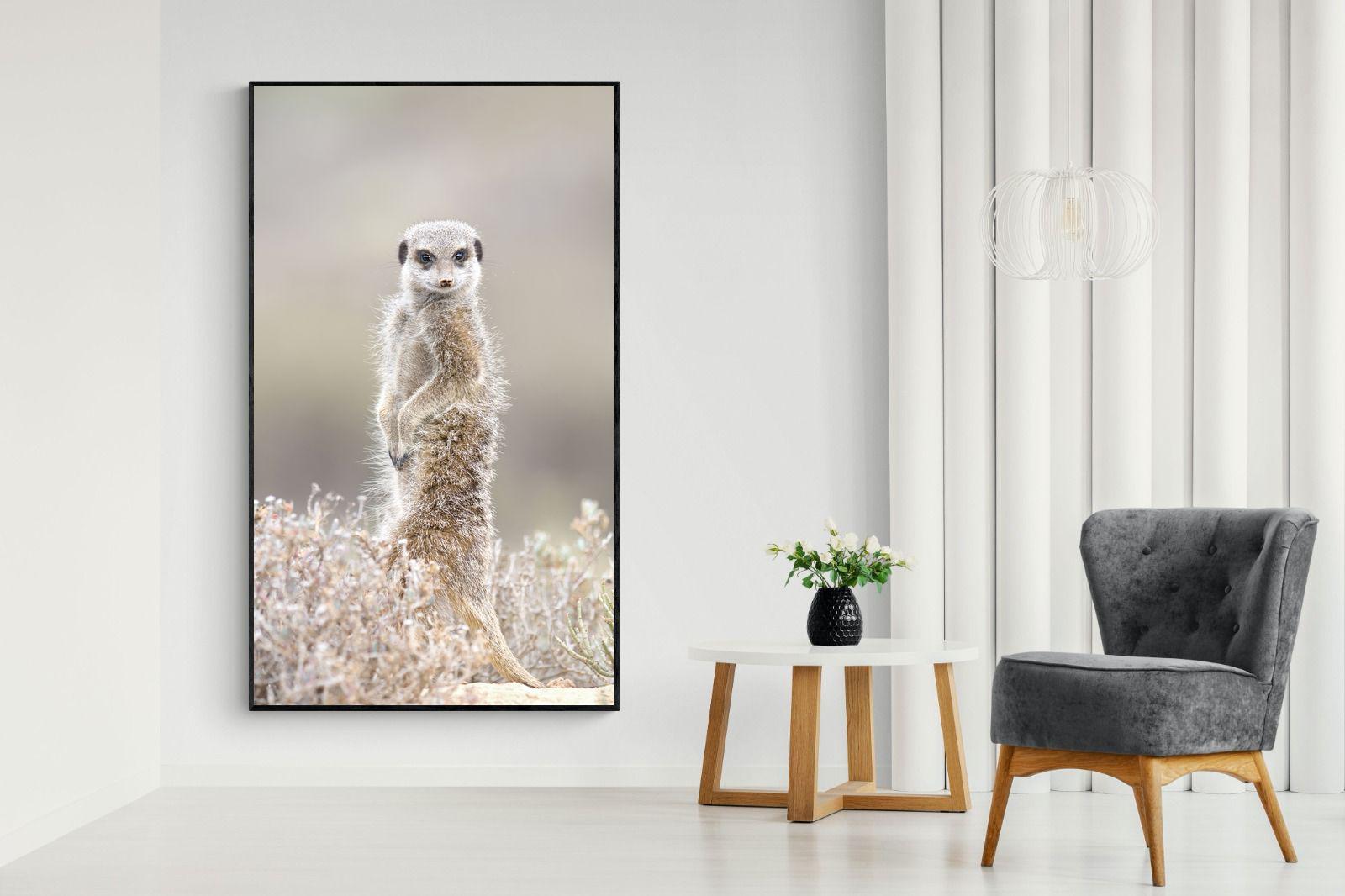 Pixalot Meerkat