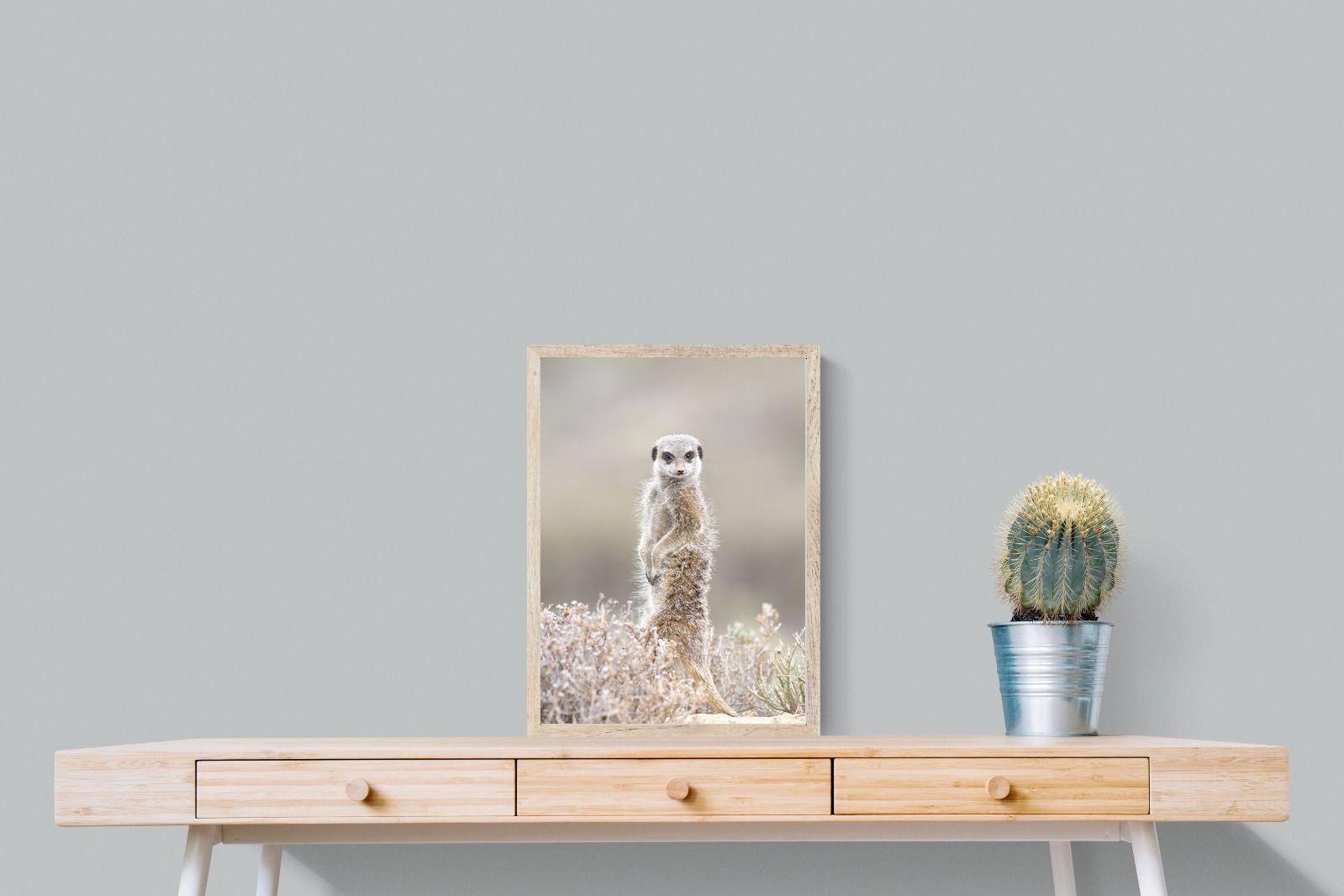 Pixalot Meerkat