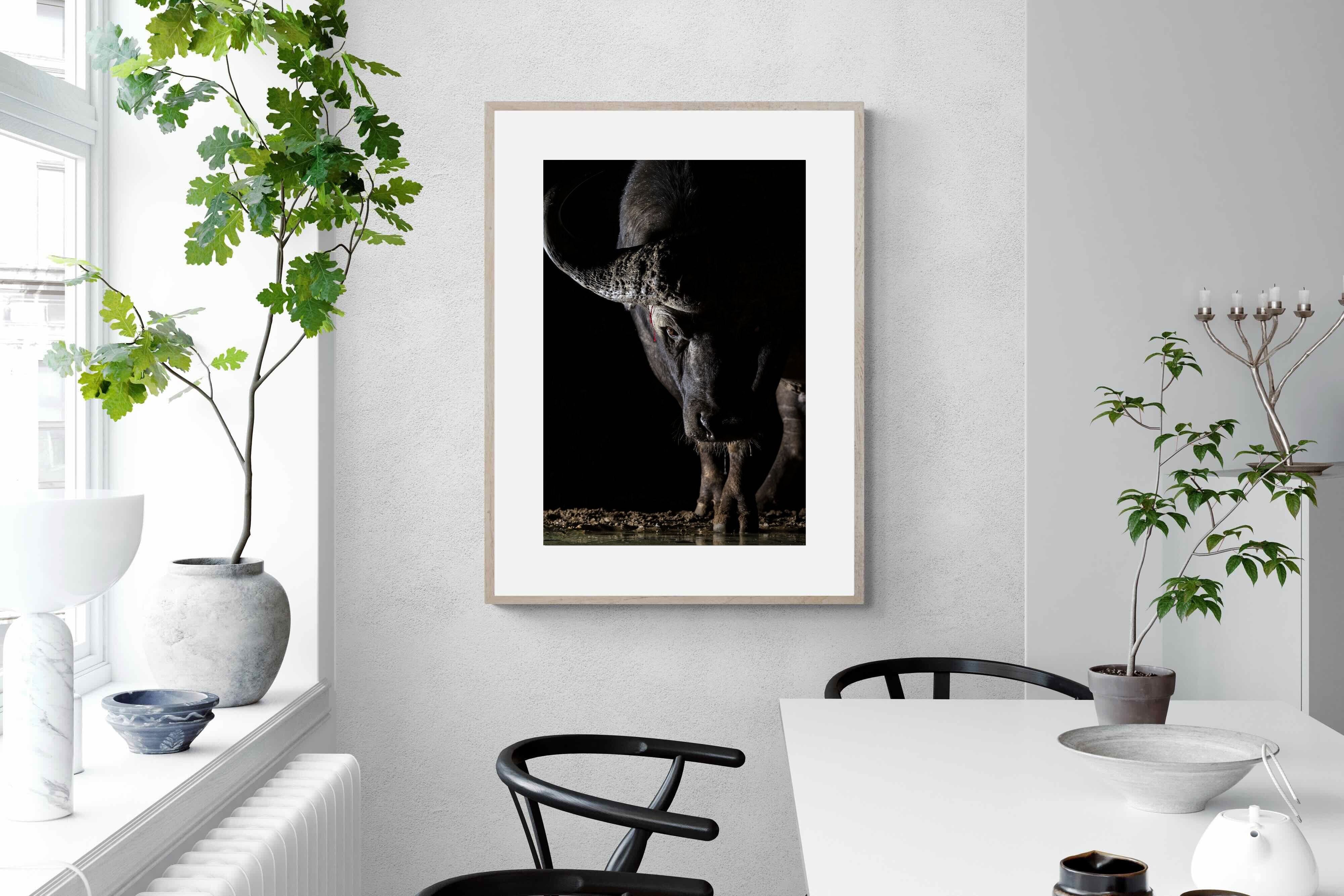 Pixalot Midnight Stare