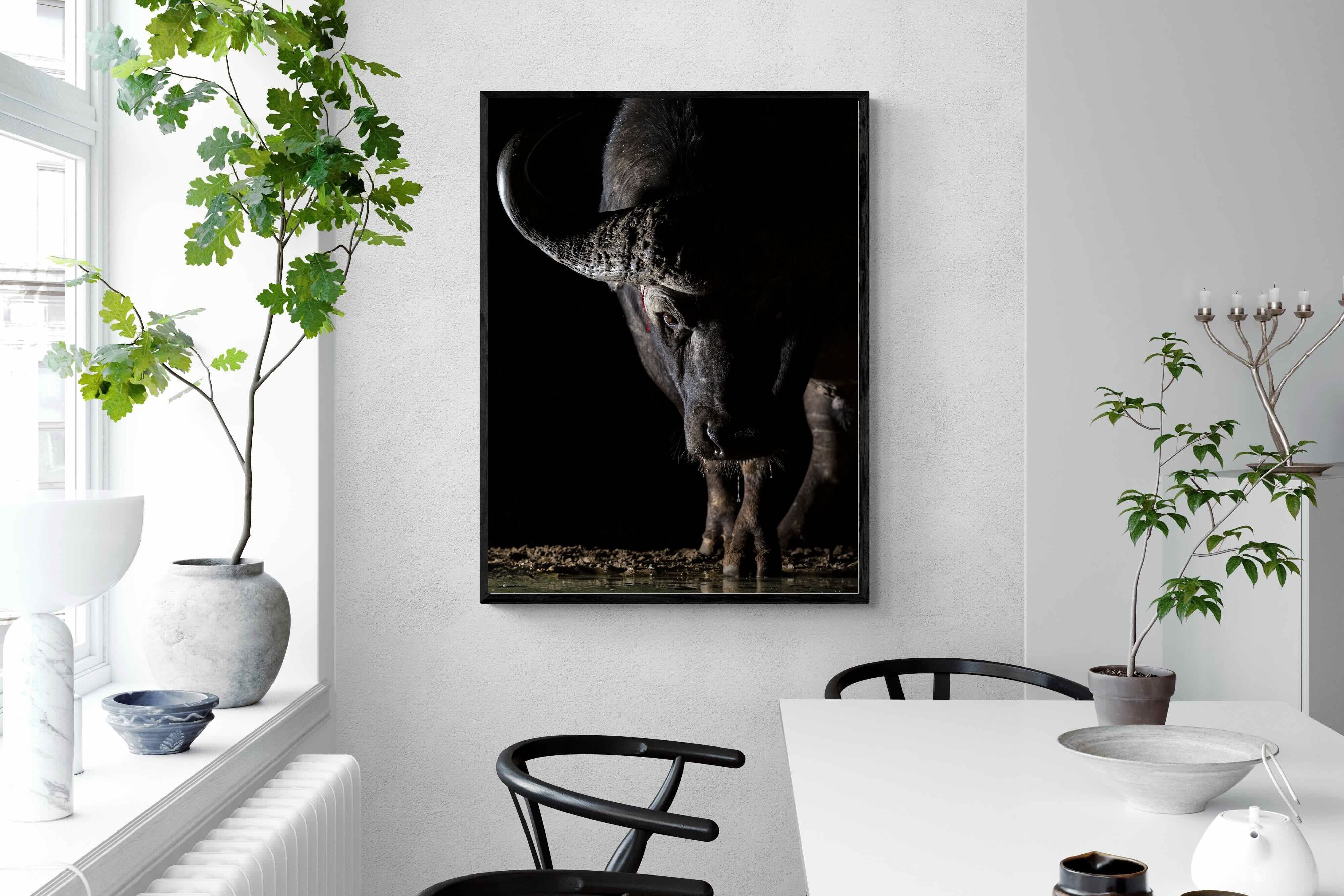 Pixalot Midnight Stare