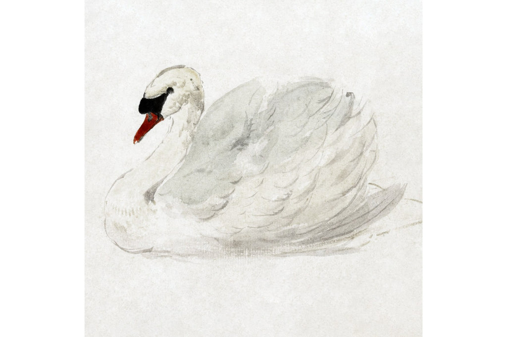 Mute Swan