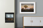 Pixalot Namibian Quiver Trees