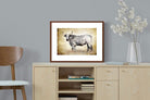 Pixalot ® Nguni Ox