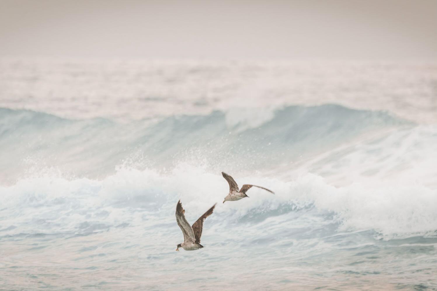 Ocean Flight