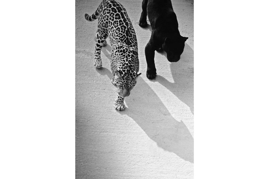On The Prowl