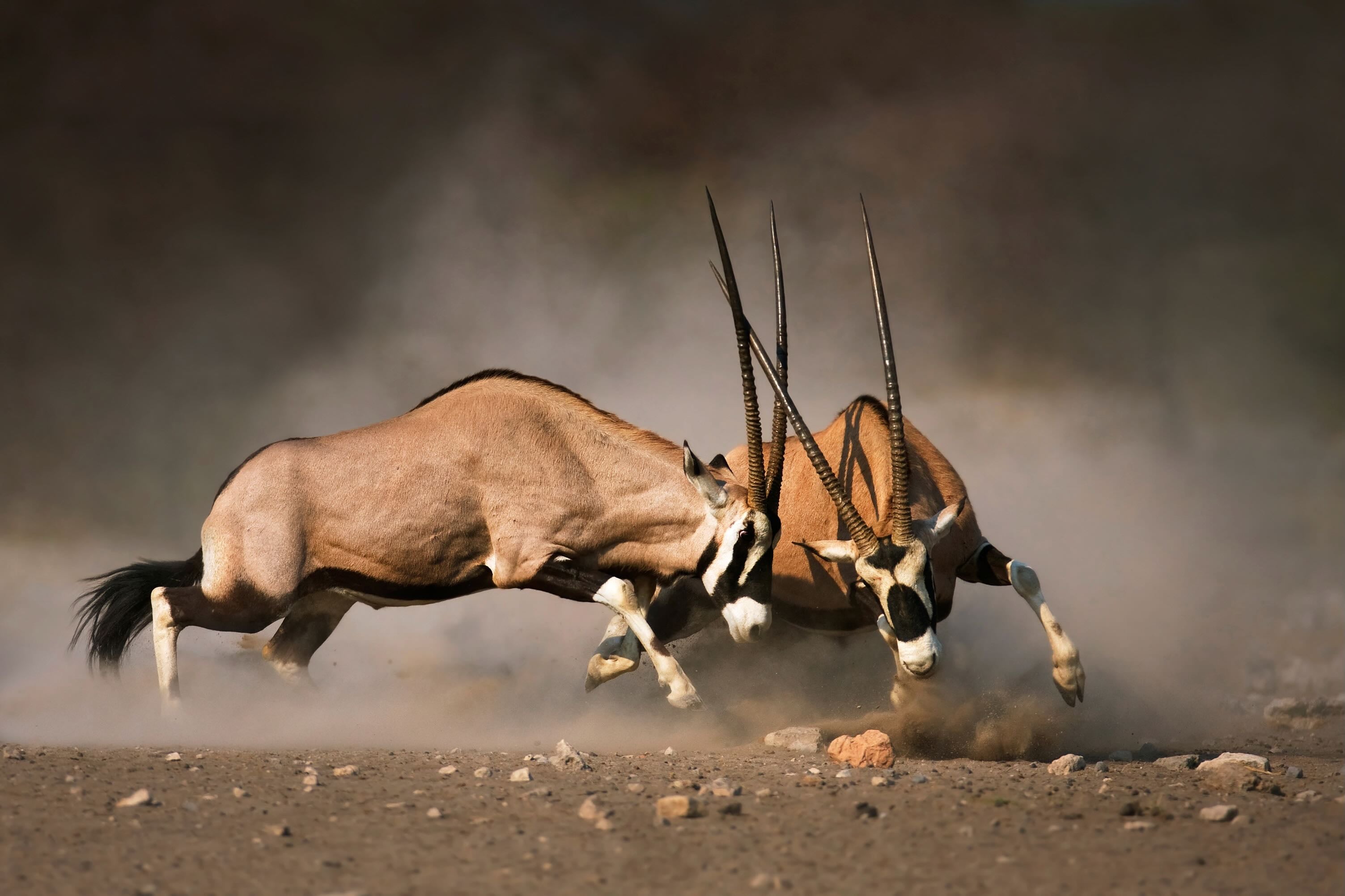 Oryx (colour)