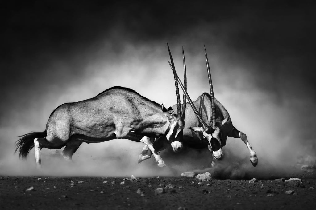Oryx-Wall_Art-Pixalot