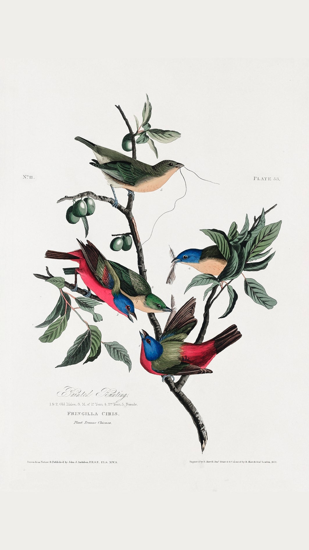 Painted Finch (Birds of America 1827)-Wall_Art-Pixalot