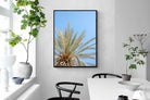 Pixalot Palm Radiance
