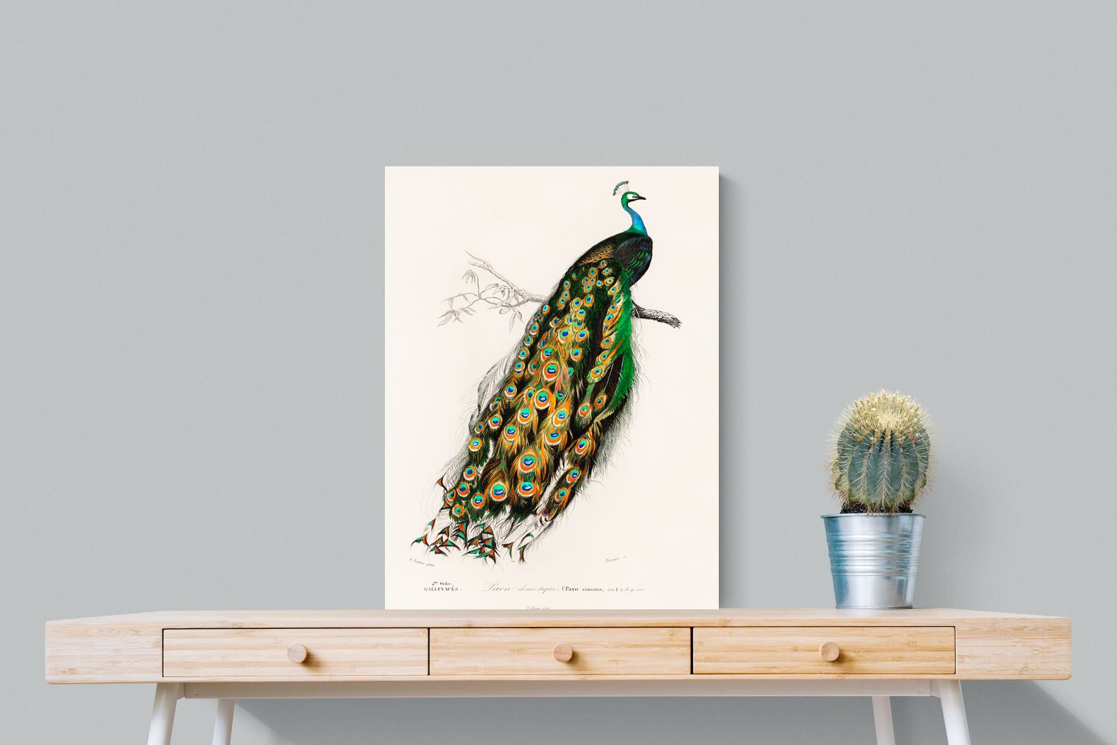 Pixalot Peafowl