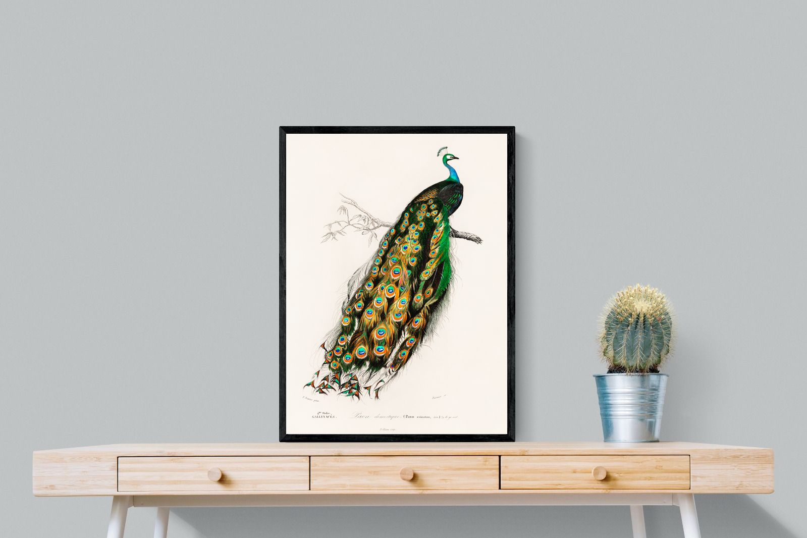 Pixalot Peafowl