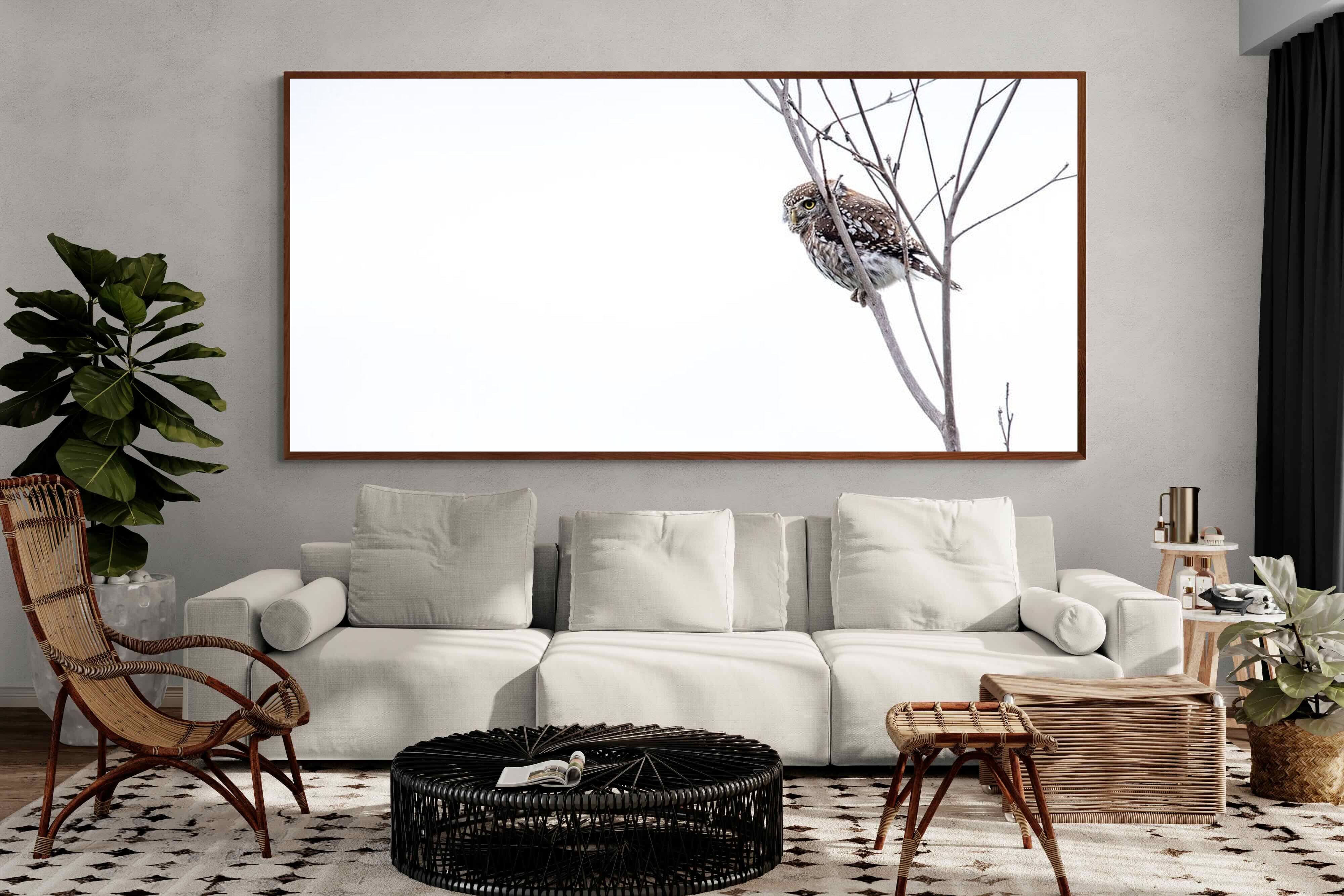 Pixalot Pearl-Spotted Owlet