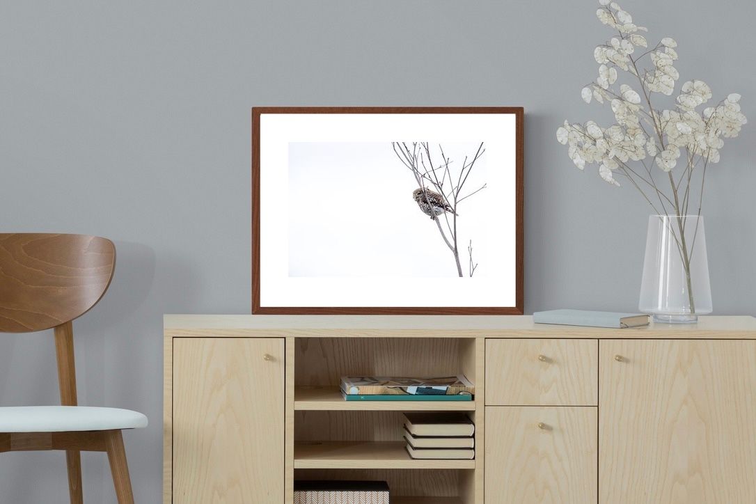 Pixalot Pearl-Spotted Owlet