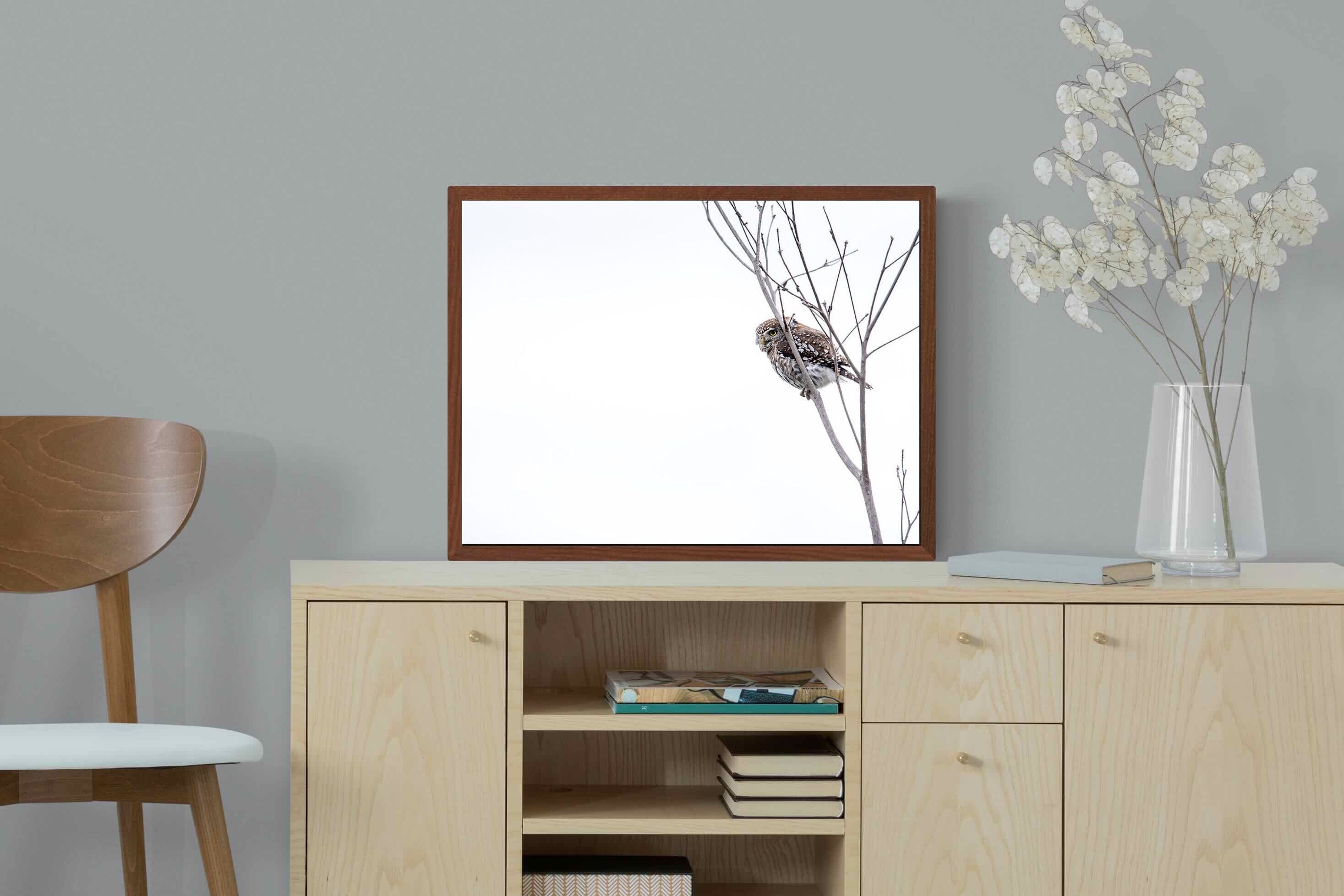 Pixalot Pearl-Spotted Owlet