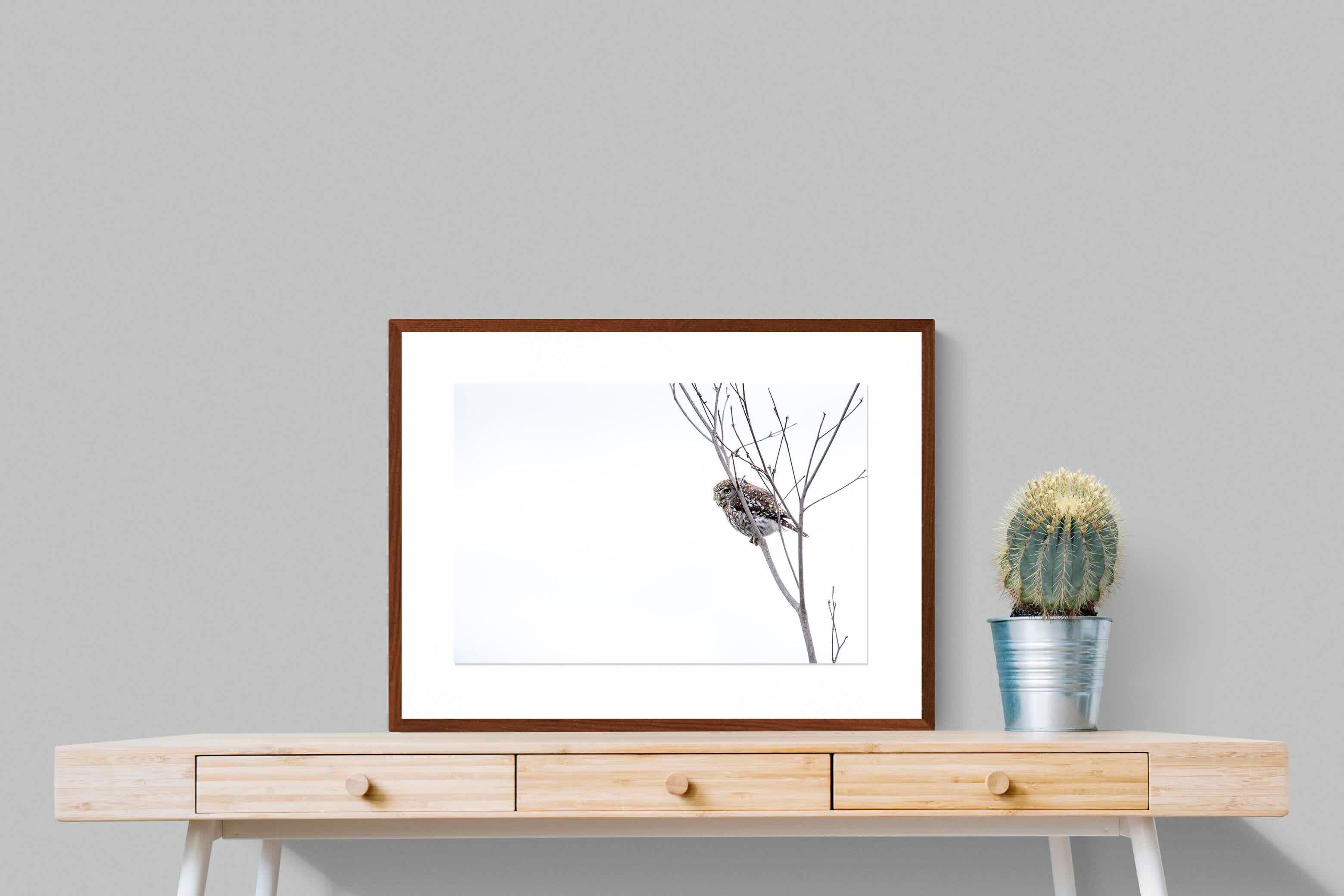 Pixalot Pearl-Spotted Owlet