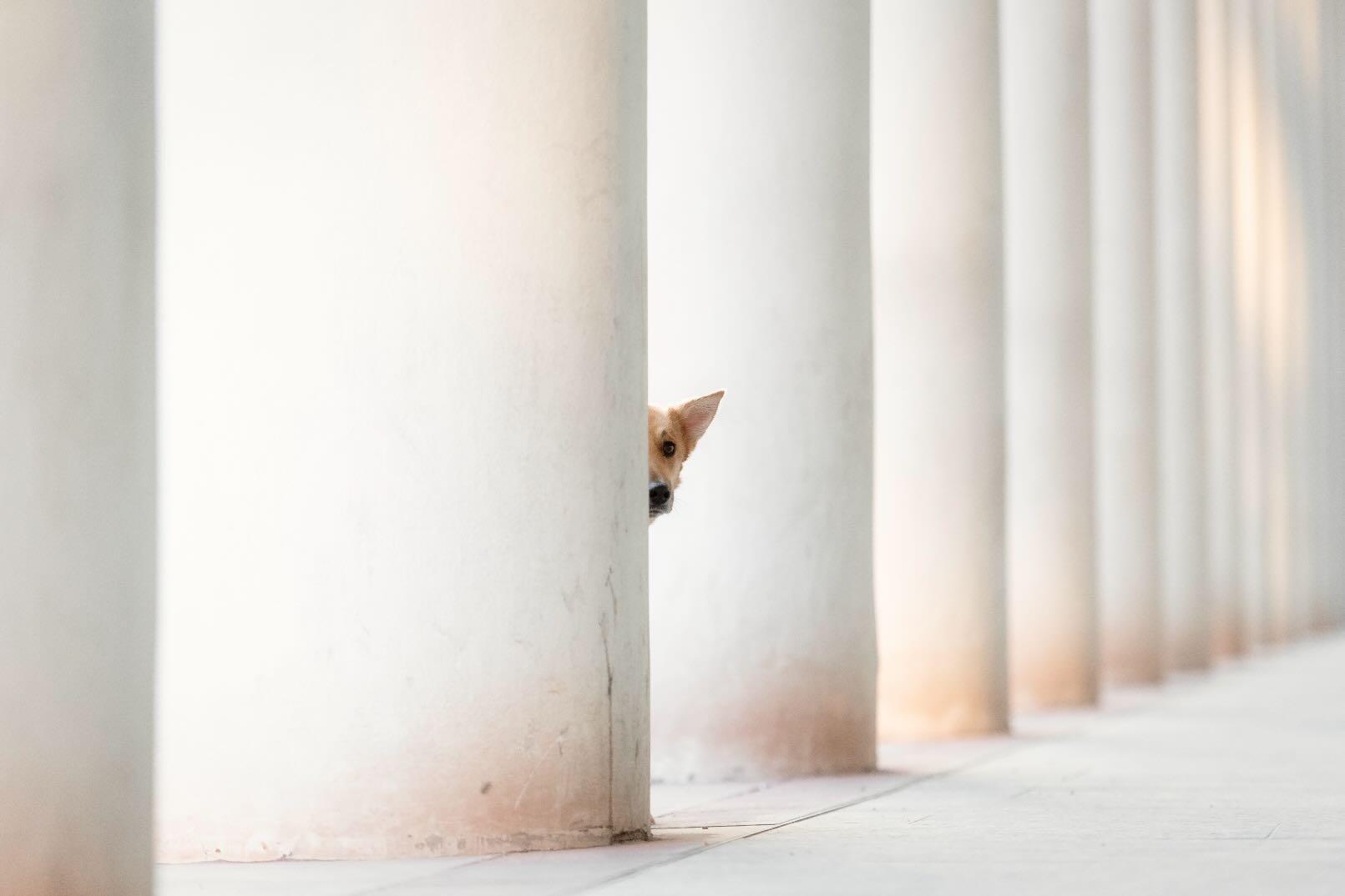 Peekaboo Pup