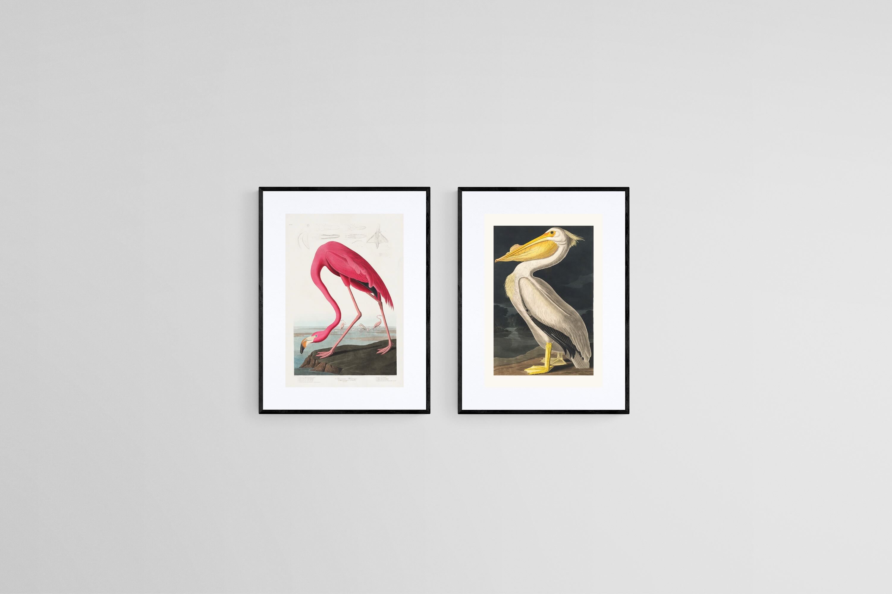 Pelican & Flamingo Illustration Set-Wall_Art-45 x 60cm (x2)-Framed Print-Black-Pixalot
