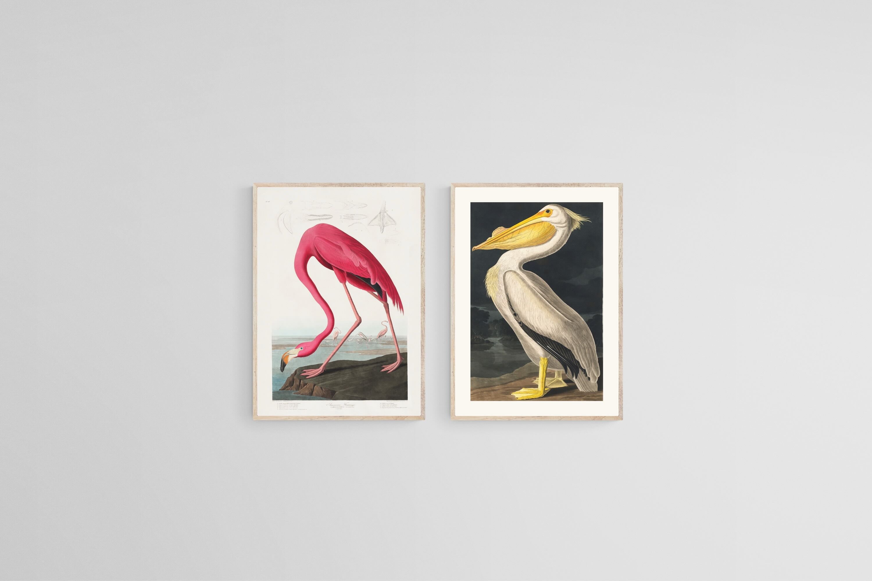 Pelican & Flamingo Illustration Set-Wall_Art-45 x 60cm (x2)-Mounted Canvas-Wood-Pixalot