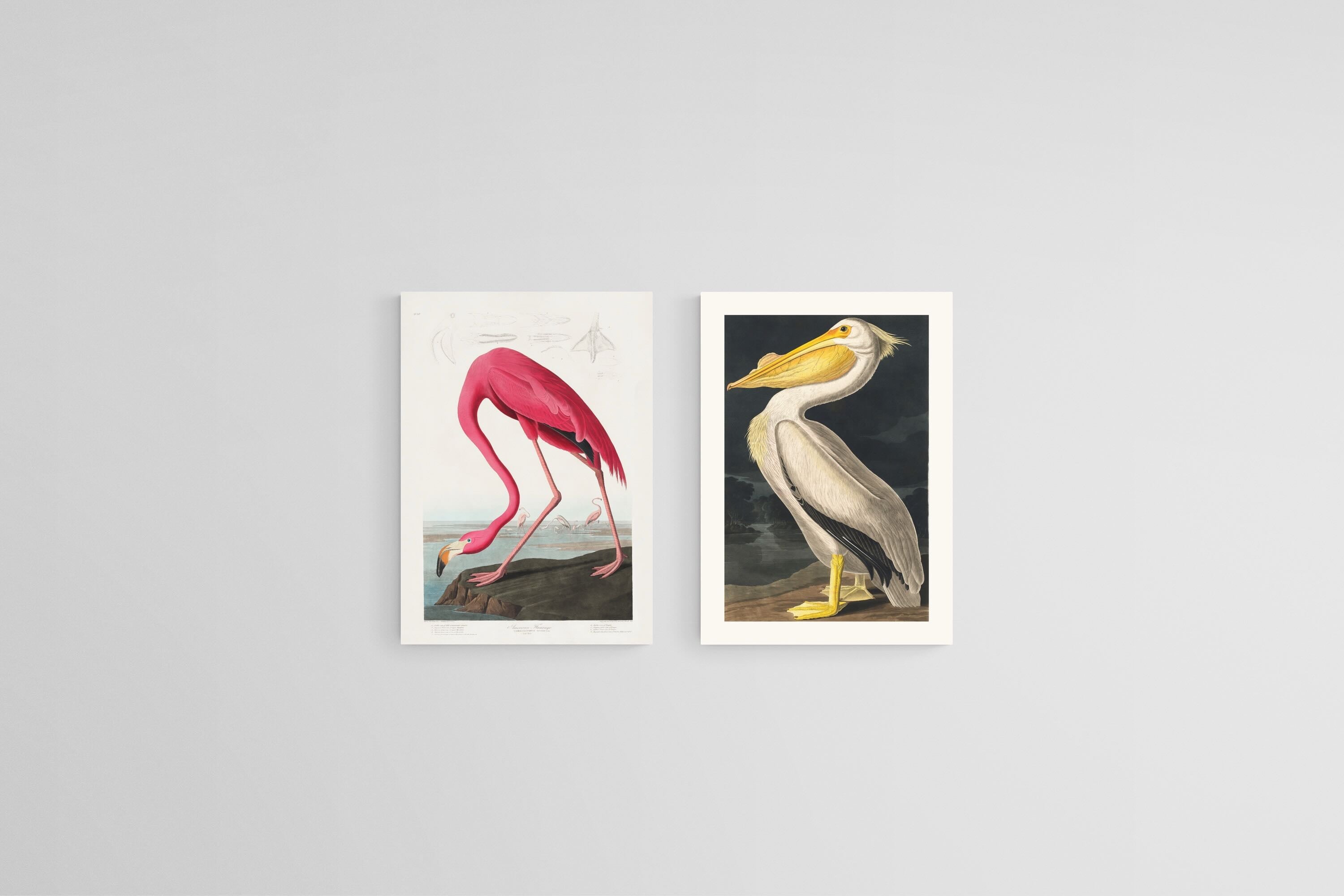 Pelican & Flamingo Illustration Set-Wall_Art-45 x 60cm (x2)-Mounted Canvas-No Frame-Pixalot