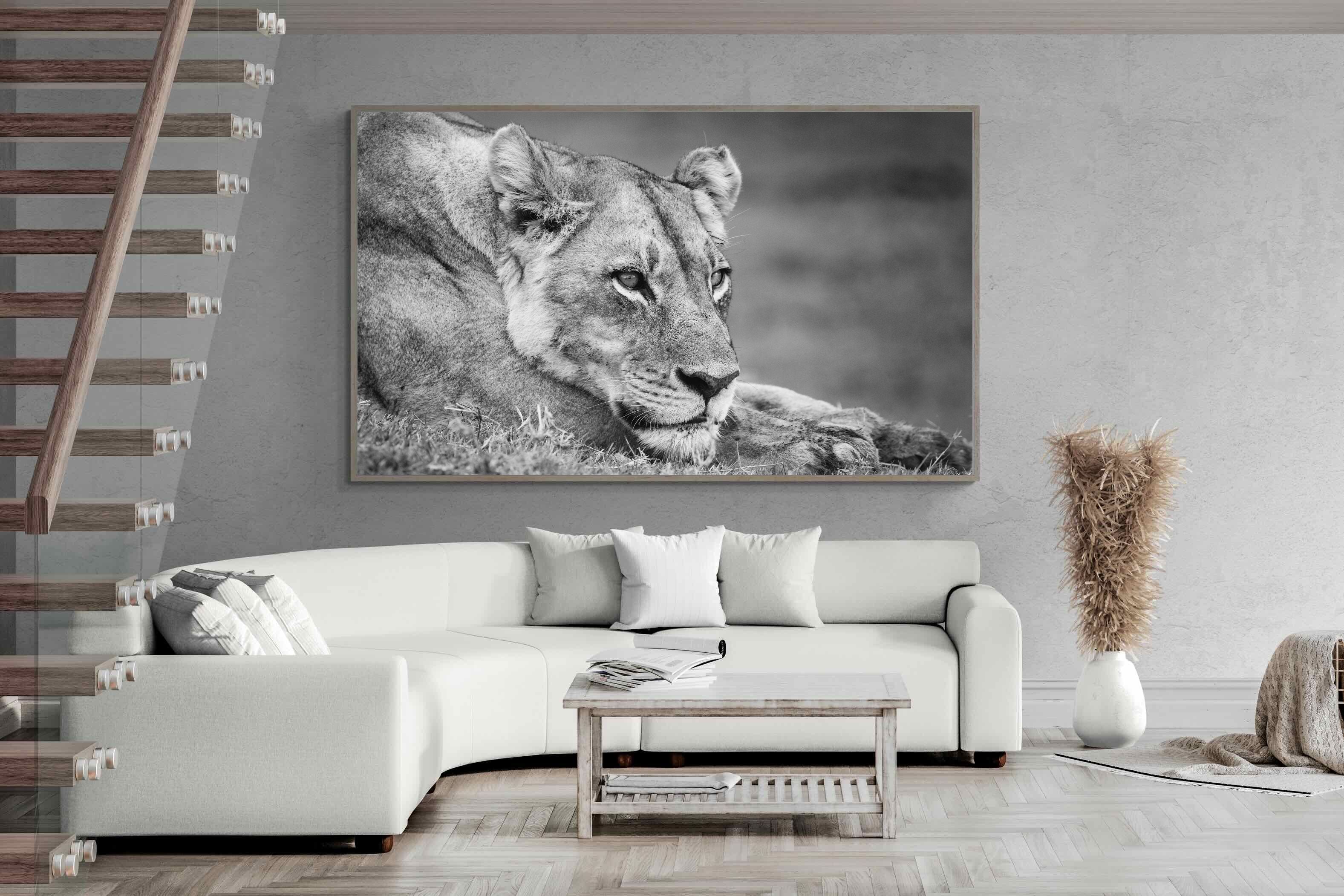 Pixalot Pensive Lioness