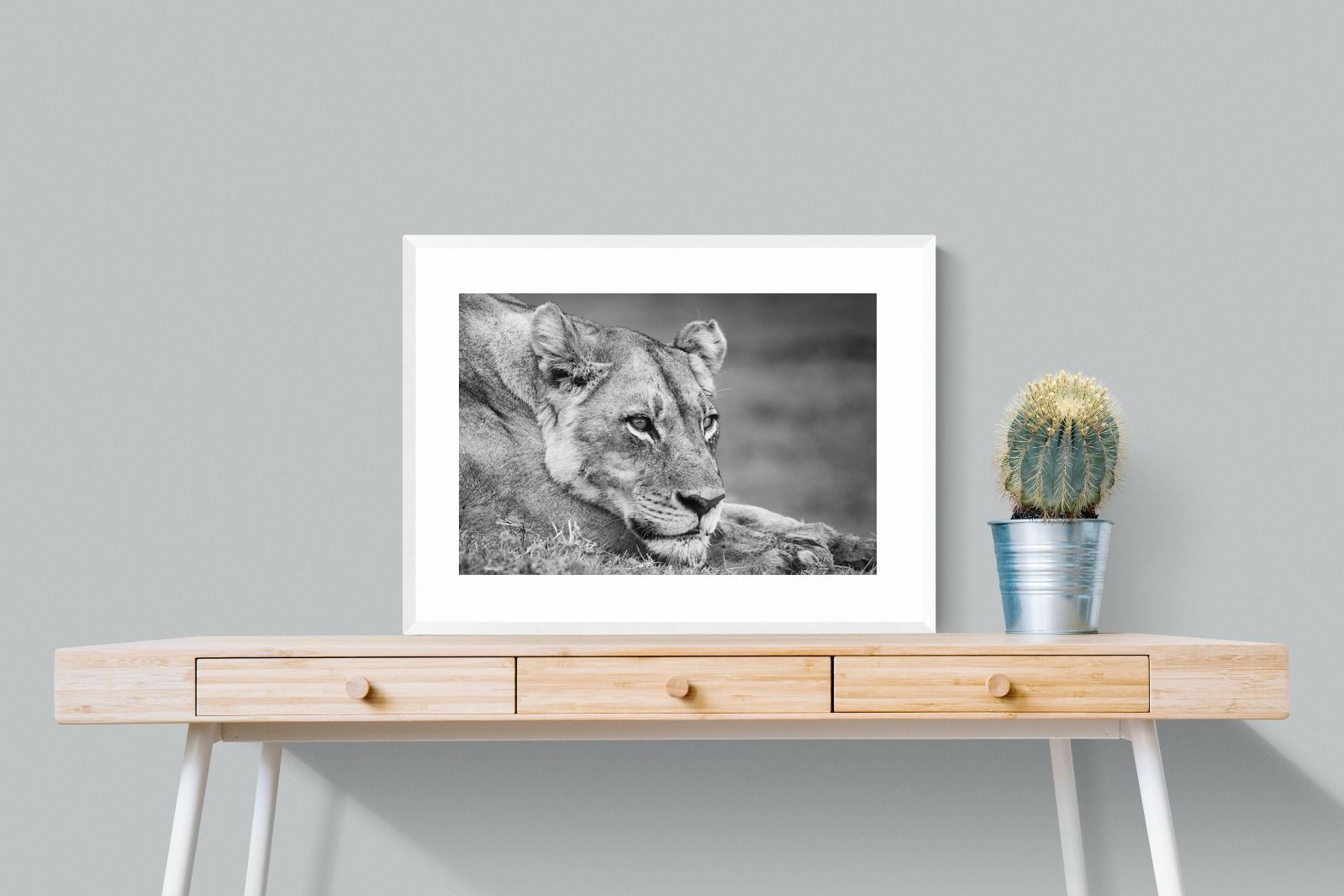 Pixalot Pensive Lioness