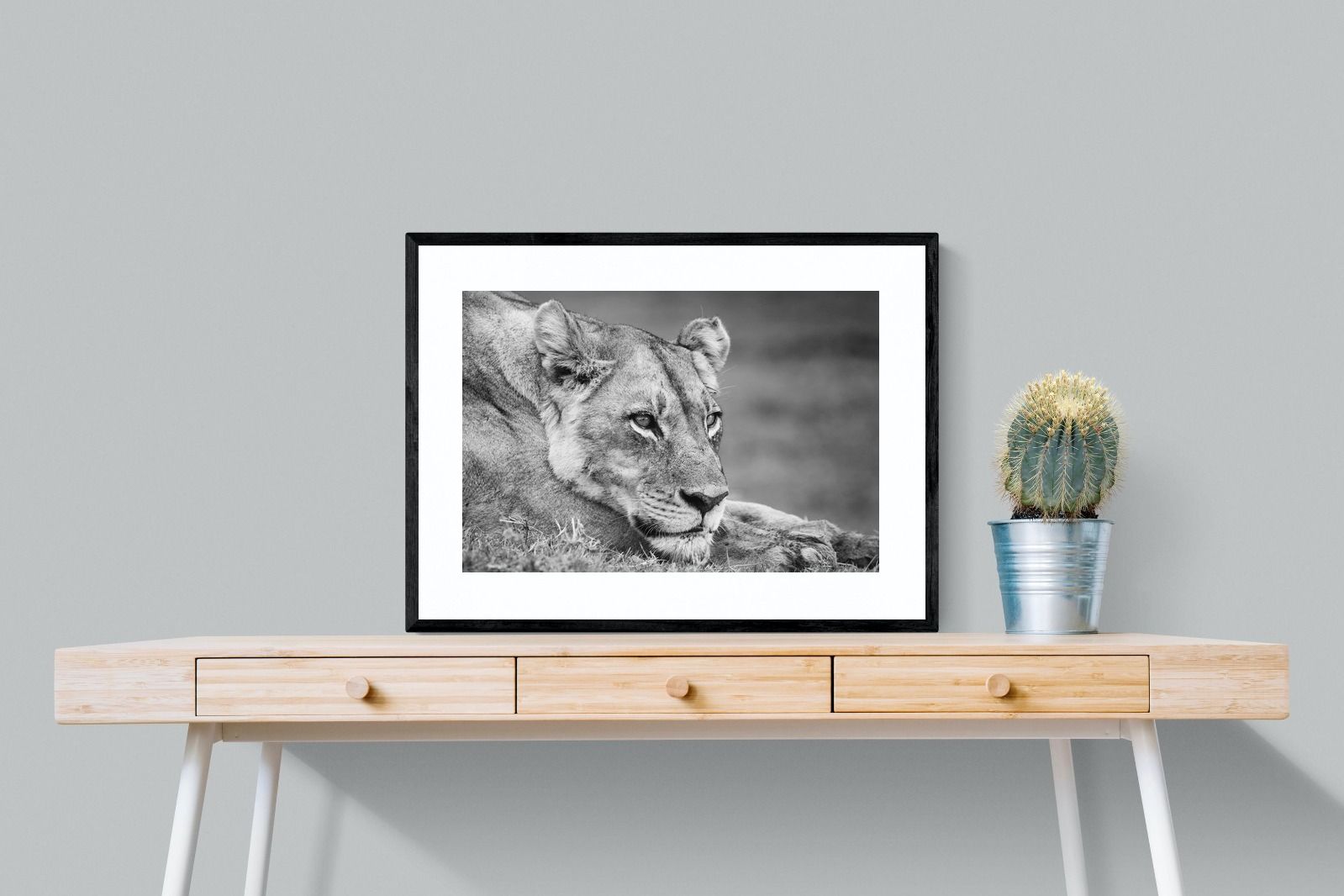 Pixalot Pensive Lioness