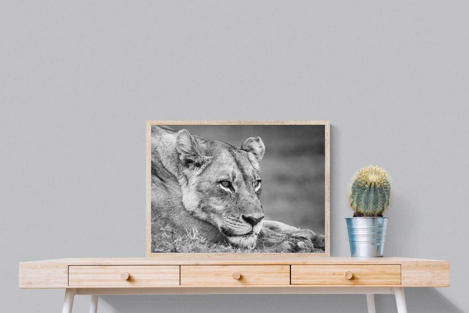 Pixalot Pensive Lioness