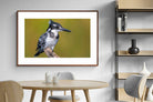 Pixalot ® Pied Kingfisher