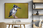 Pixalot ® Pied Kingfisher