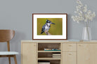 Pixalot ® Pied Kingfisher