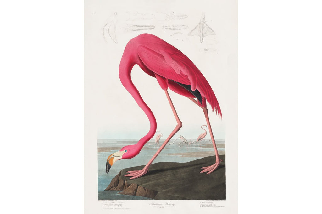 Pink Flamingo (Birds of America 1827)-Wall_Art-Pixalot