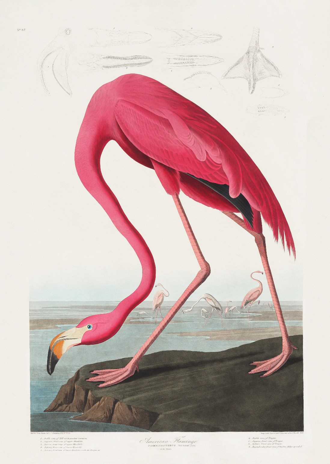 Pink Flamingo (Birds of America 1827)-Wall_Art-Pixalot