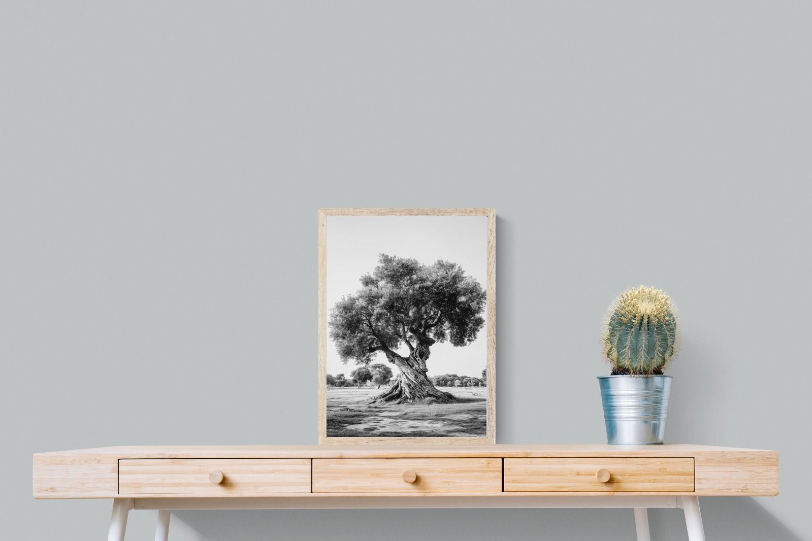 Pixalot Ancient Olive Tree