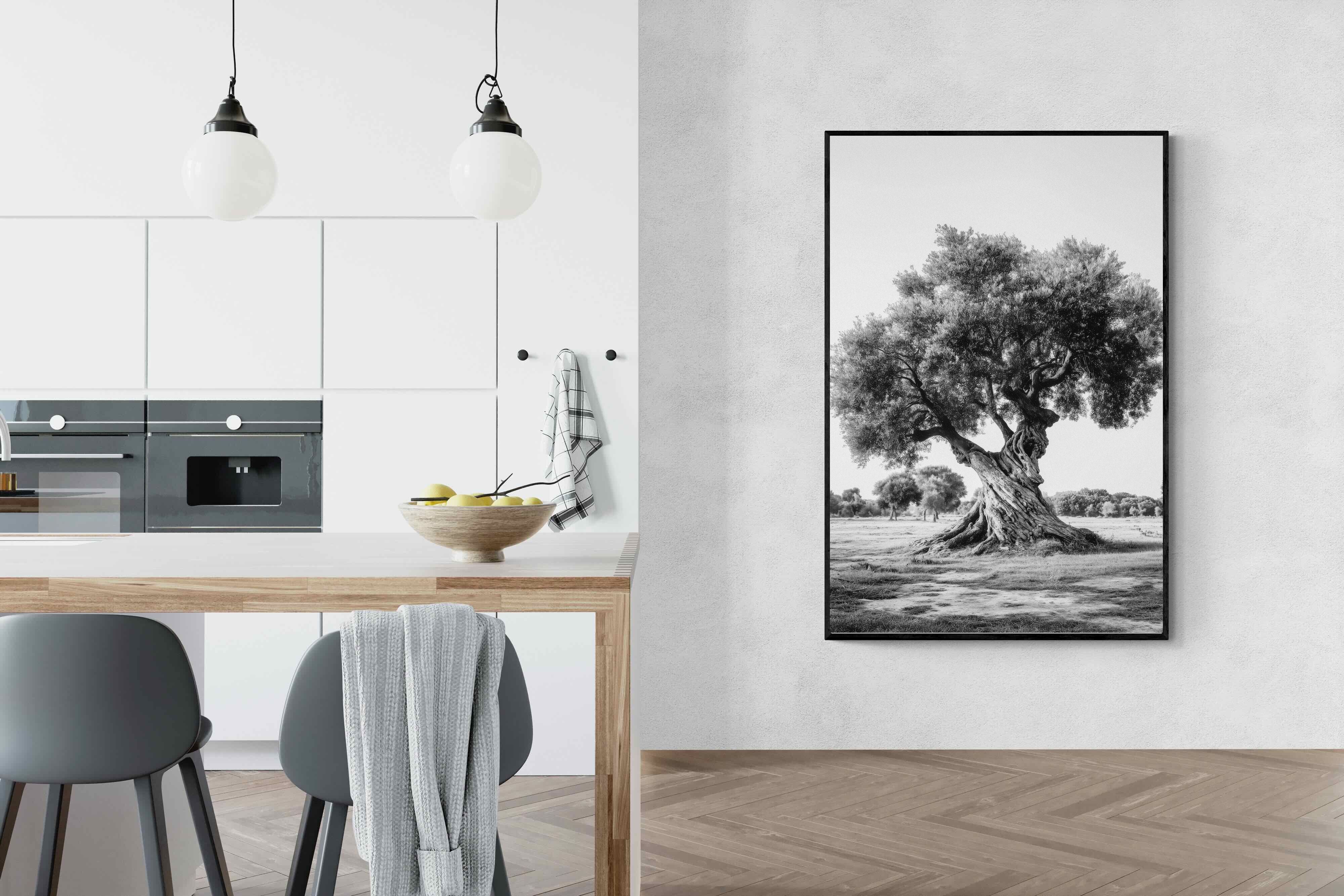 Pixalot Ancient Olive Tree