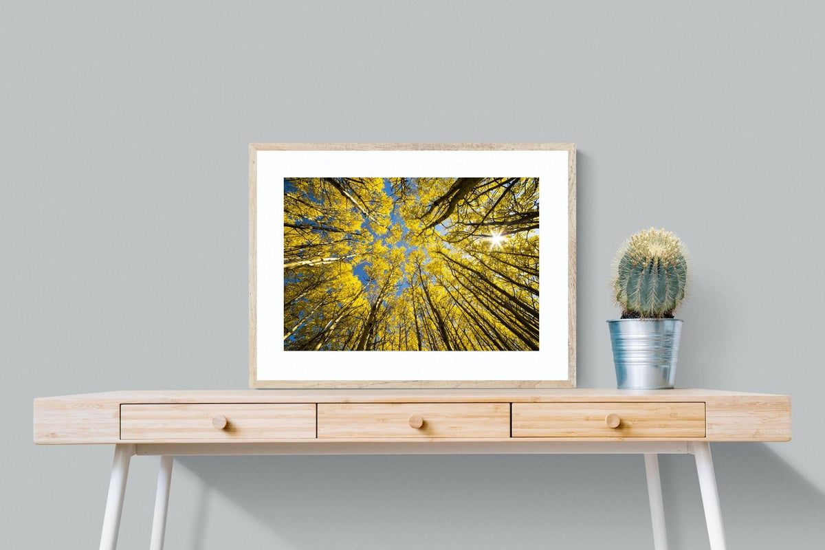Pixalot ® Aspen Grove Sunburst