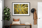 Pixalot ® Aspen Grove Sunburst
