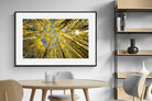 Pixalot ® Aspen Grove Sunburst
