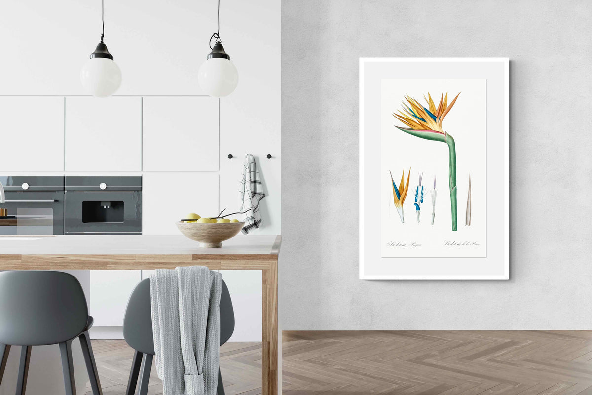 Pixalot ® Bird of Paradise Vintage Illustration