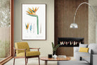 Pixalot ® Bird of Paradise Vintage Illustration