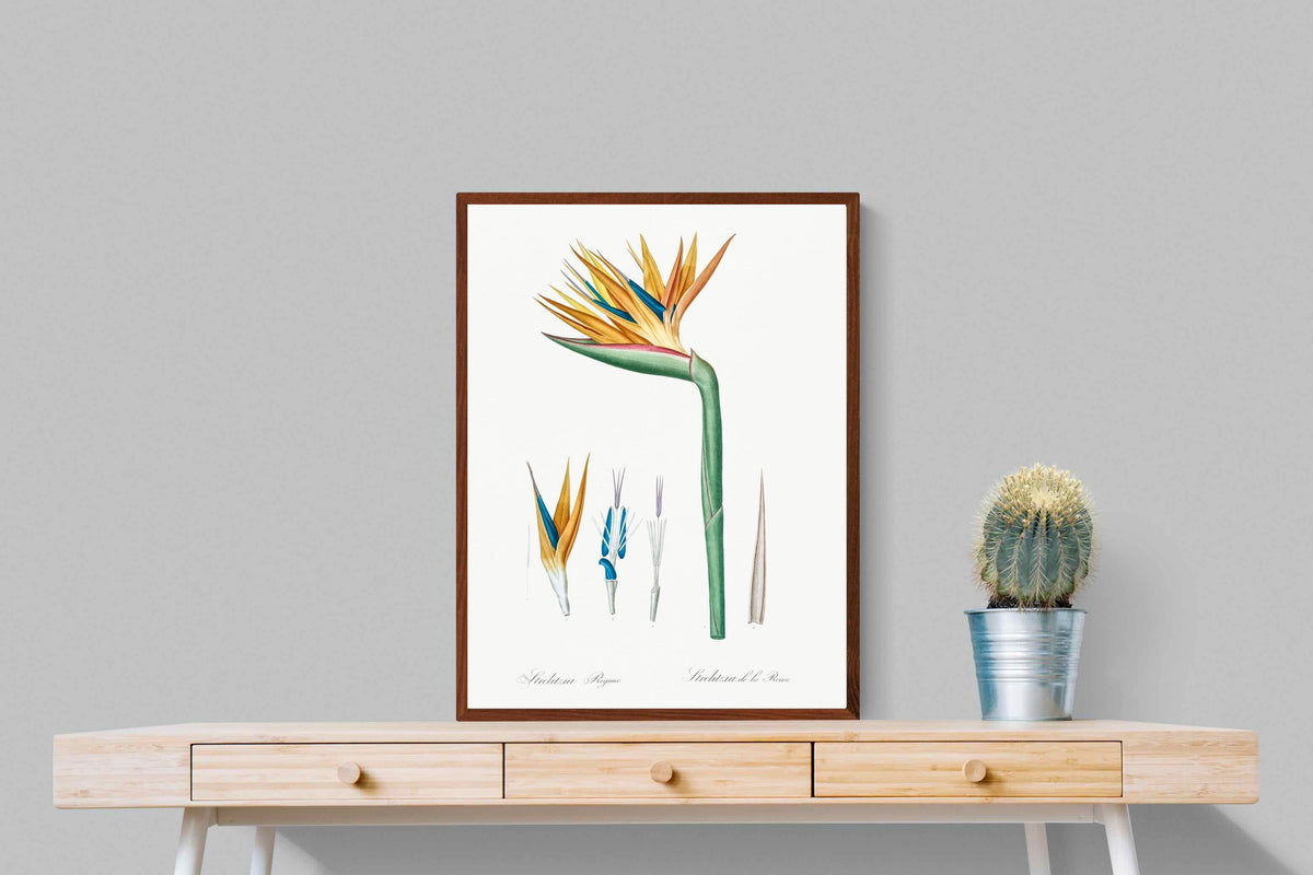 Pixalot ® Bird of Paradise Vintage Illustration