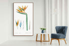 Pixalot ® Bird of Paradise Vintage Illustration
