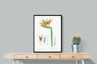 Pixalot ® Bird of Paradise Vintage Illustration